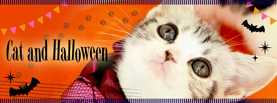 Cat and Halloween